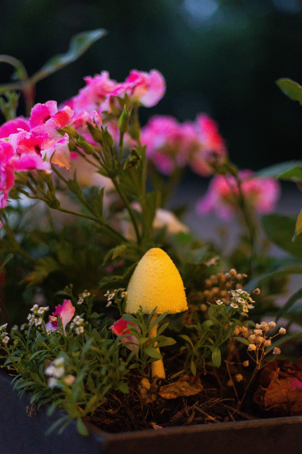 Colorful flowering plants with a small yellow mushroom in a garden setting at Belle Stone Venue for outdoor event decor.